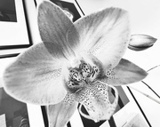 11th Jan 2023 - Orchid Splendour 