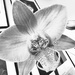 Orchid Splendour  by rensala