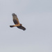 Immature northern harrier by rminer