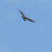 rough-legged hawk by rminer
