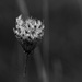 Low-key Queen Anne's Lace by rminer