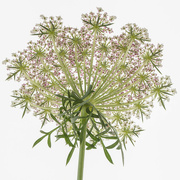 12th Jan 2023 - Chocolate Queen Annes Lace