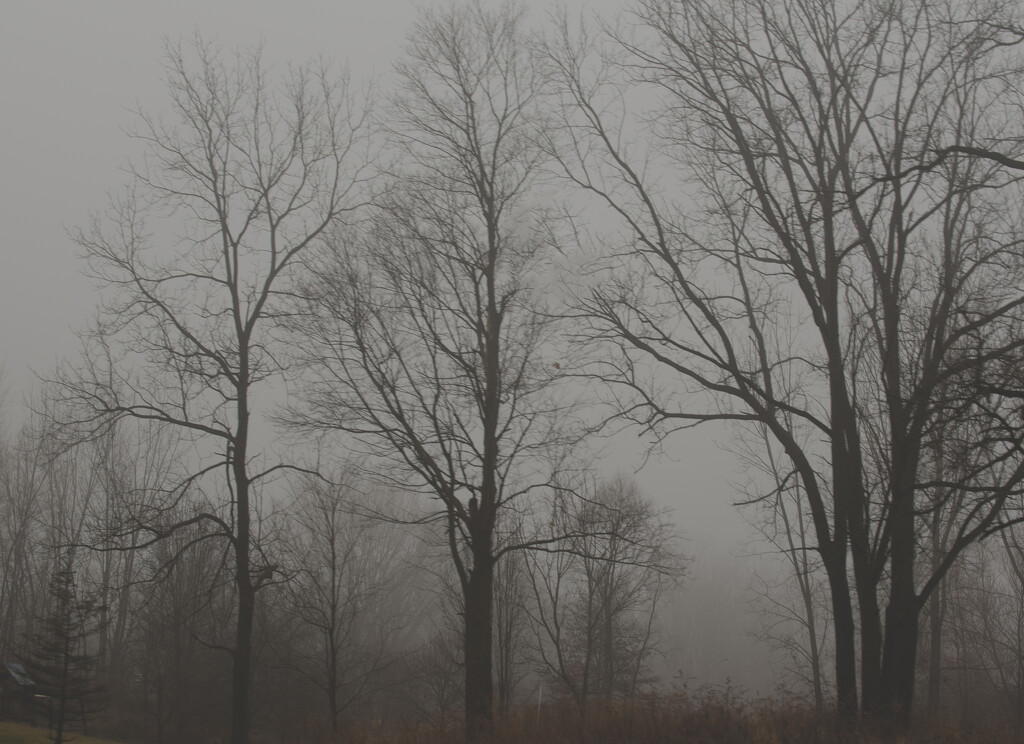 Fog by jackies365