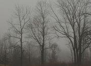 4th Jan 2023 - Fog