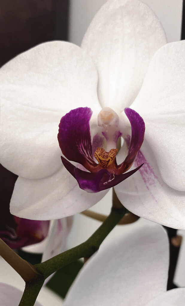 Day 11: Orchid by sheilalorson