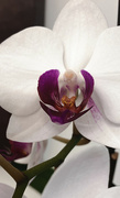 11th Jan 2023 - Day 11: Orchid