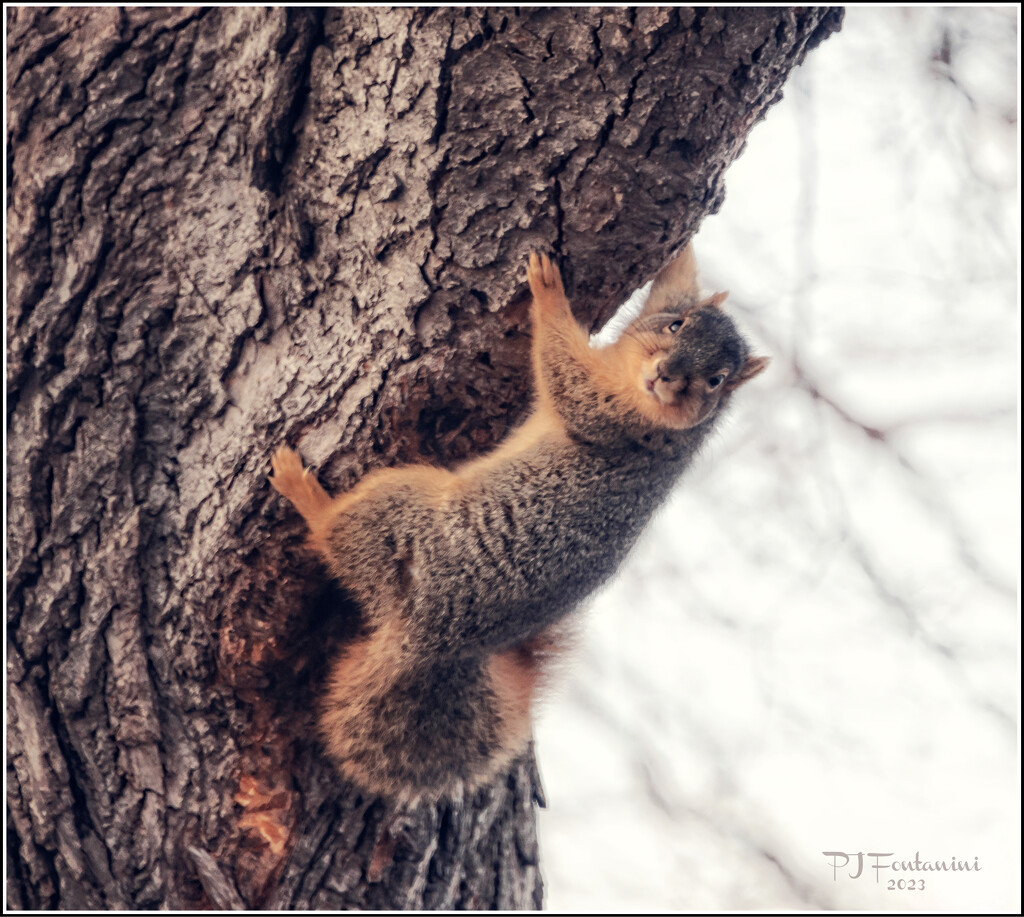 Squirrely by bluemoon