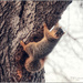 Squirrely by bluemoon