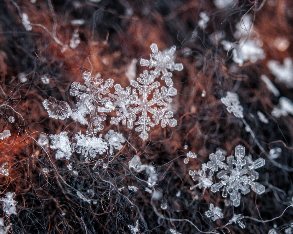 flakes by aecasey