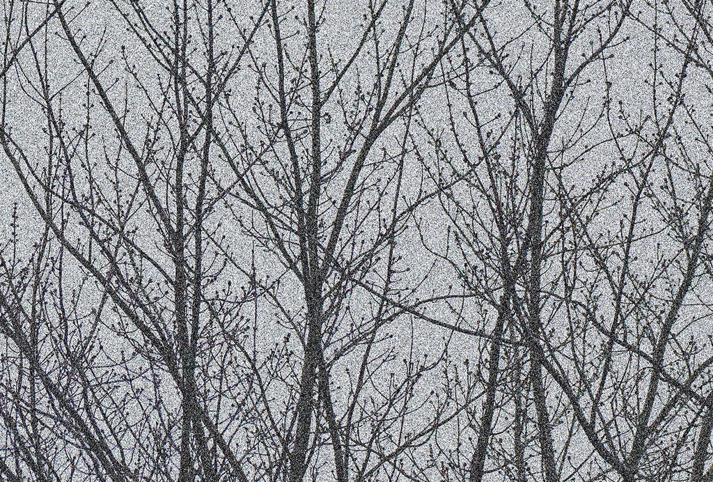 Branches and Grey Skies by gardencat