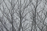 11th Jan 2023 - Branches and Grey Skies