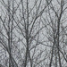 Branches and Grey Skies by gardencat