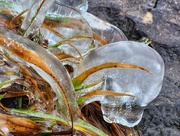 11th Jan 2023 - Ice blobs from outer space