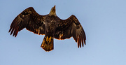 11th Jan 2023 - Juvenile Bald Eagle!