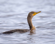 11th Jan 2023 - Double Crested Cormorant Sailing by