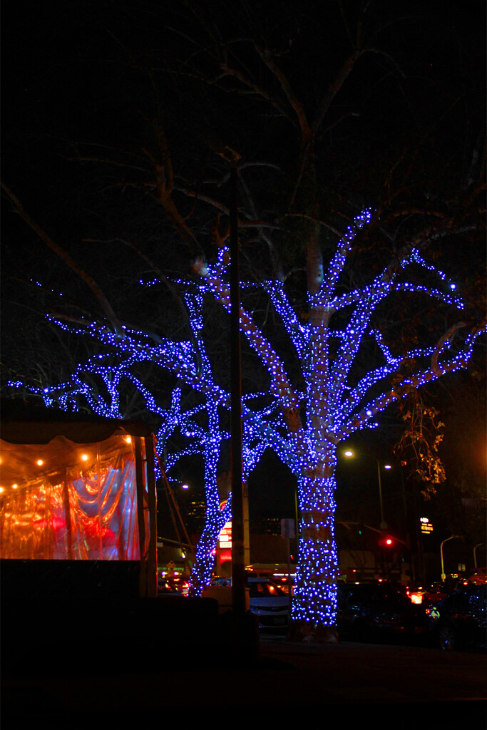 Tree Lights by jaybutterfield
