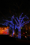 11th Jan 2023 - Tree Lights