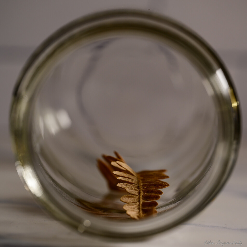 Leaf inside a jar by theredcamera
