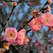 First hints of Spring at Magnolia Gardens by congaree