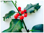21st Dec 2022 - holly berries