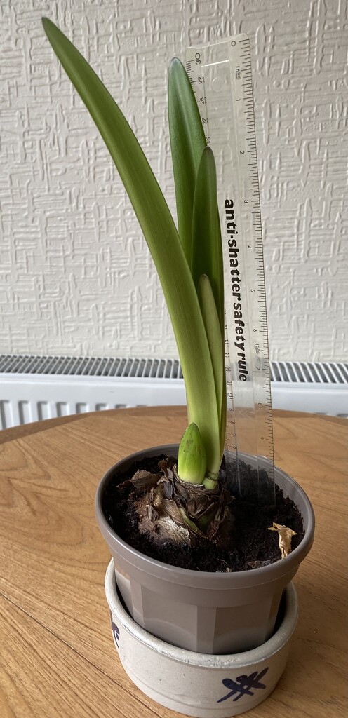 Latest on amaryllis race by maggiej
