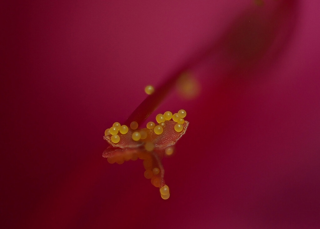 Tiny Pearls Of Pollen ...P1124860 by merrelyn