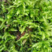 Moss by 365projectorgjoworboys