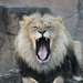 Big Yawn Up Close by randy23