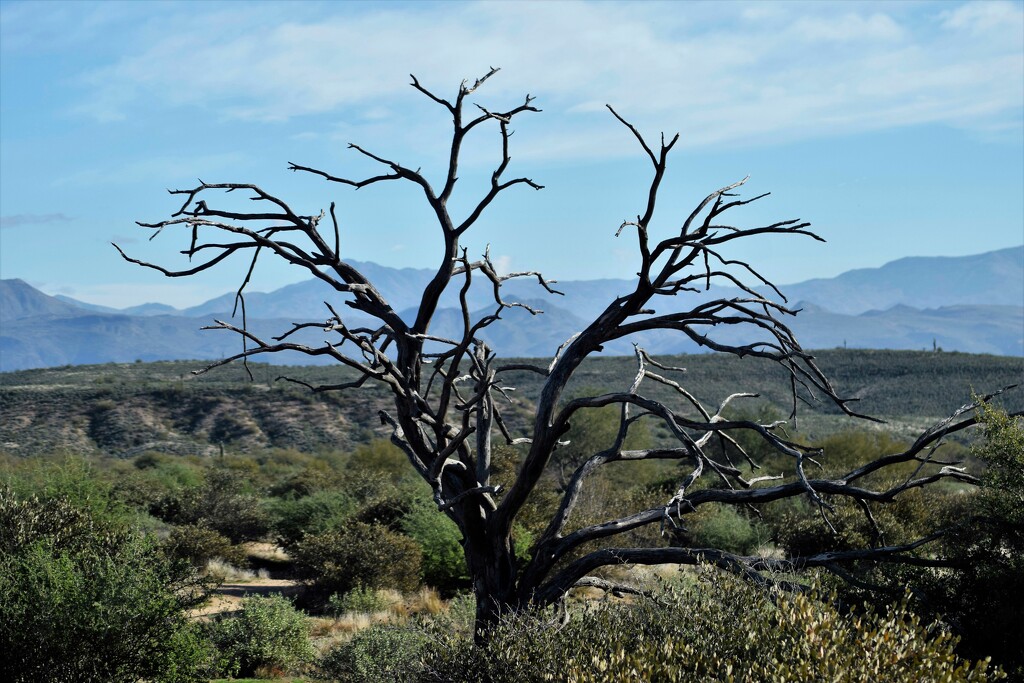 McDowell Mountain Regional Park by sandlily