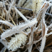 12th Jan 2023 - Fascinated with Frost