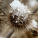Winter Grass by corinnec
