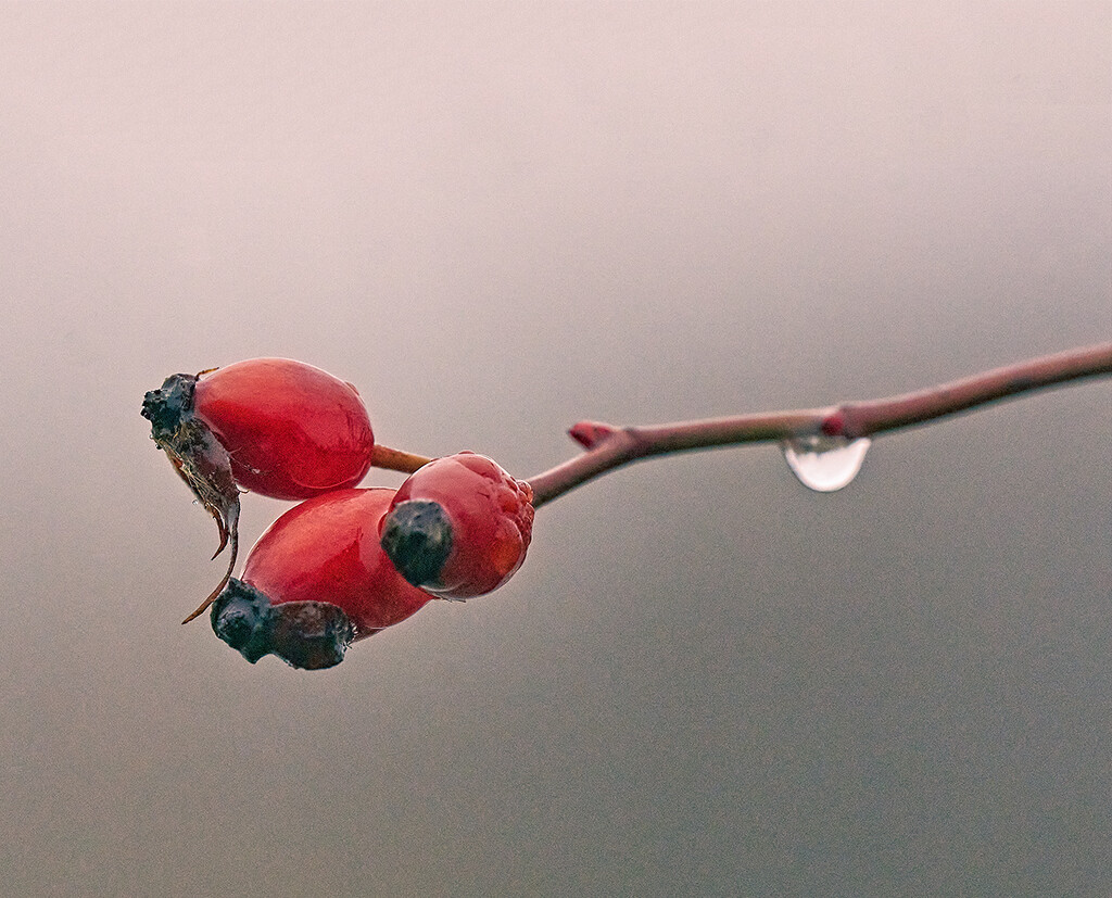 Wet Rose-hips by gardencat