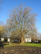 7th Dec 2022 - Tree Victoria Park
