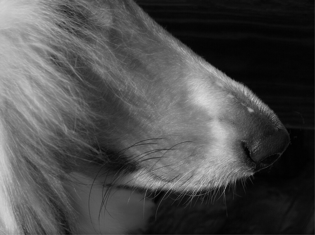Whiskers... by marlboromaam