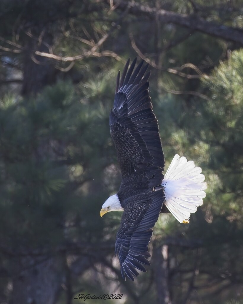 LHG_9297_ Eagle in flight by rontu