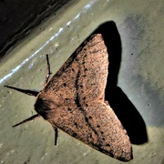 13th Jan 2023 - An Unusual Colour Moth ~ 