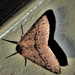 An Unusual Colour Moth ~  by happysnaps