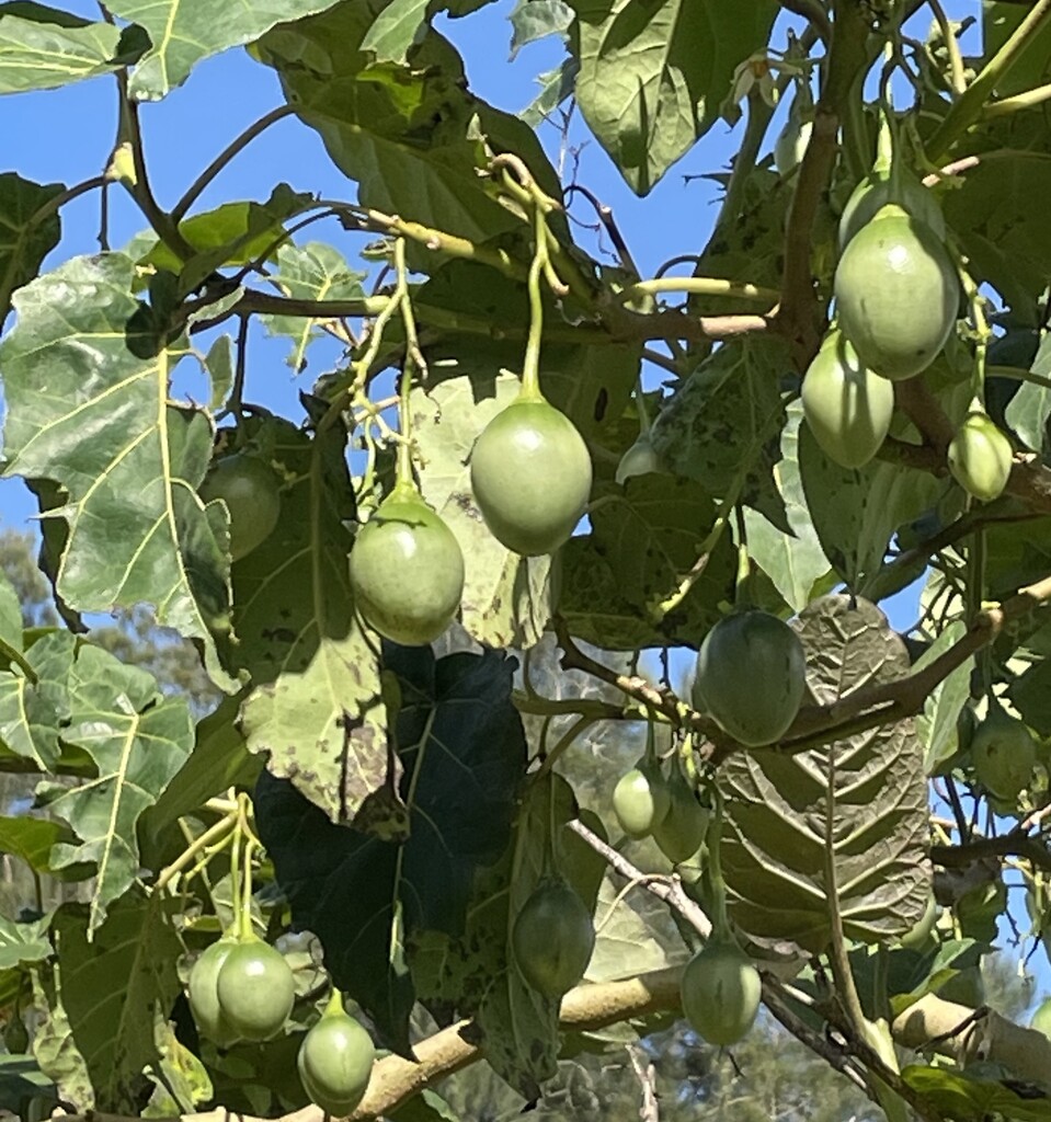 Tamerillo fruit growing it is a few months before they’ll be really  by Dawn