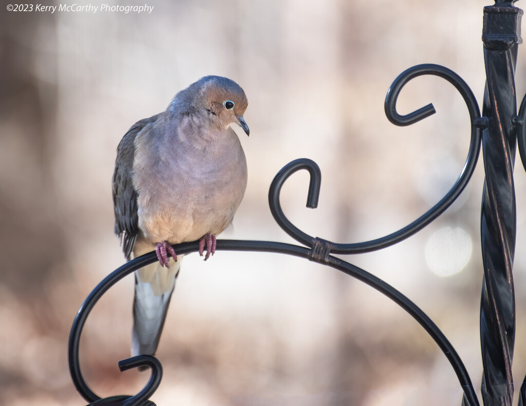 Pensive mourning dove by mccarth1
