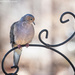 Pensive mourning dove by mccarth1
