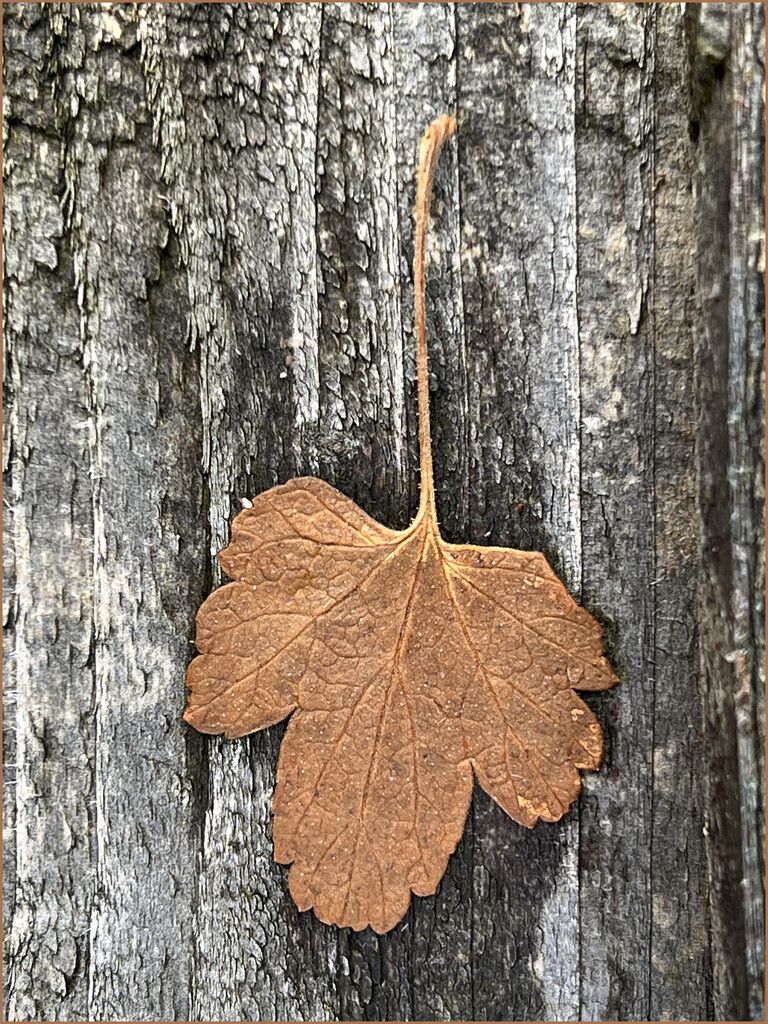 small leaf by marshwader