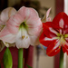 2023 Bloom & 2022 Re-Blooming Amaryllis by berelaxed
