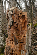 11th Jan 2023 - stump