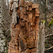 stump by francoise