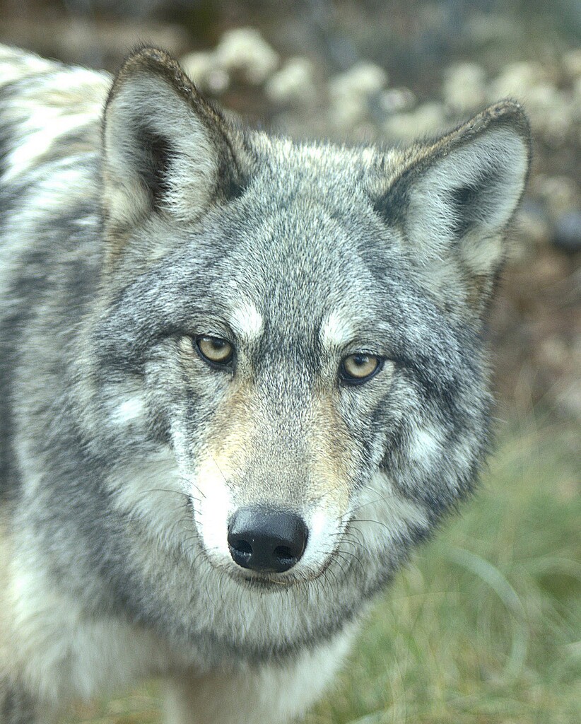 Gunflint Wolf by teresa1291
