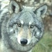 Gunflint Wolf by teresa1291