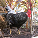 Chickens with history! by danette