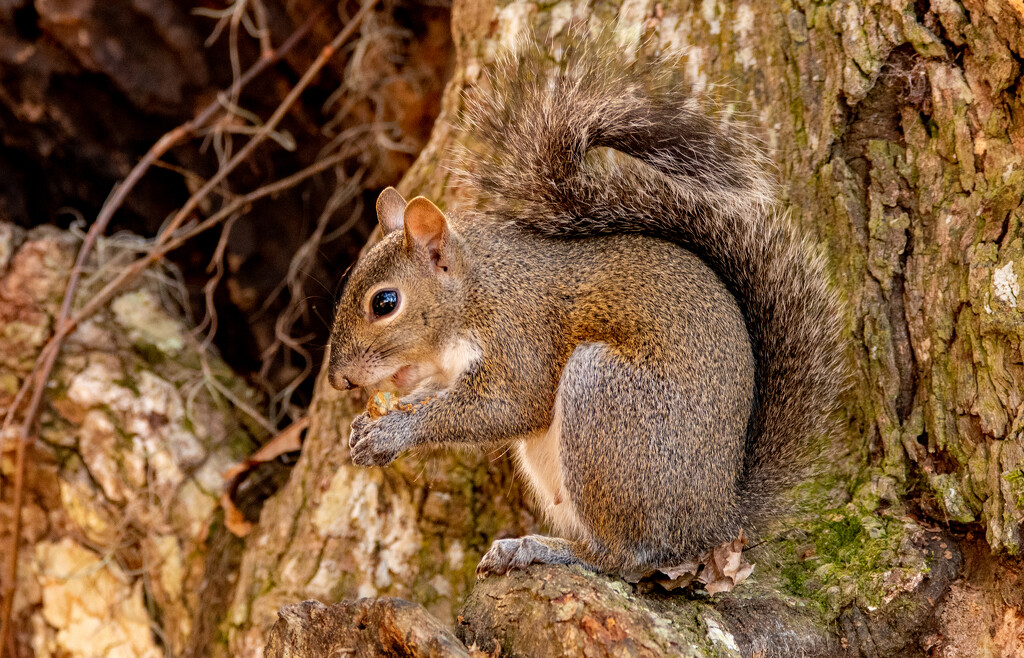 Squirrel With It's Snack! by rickster549