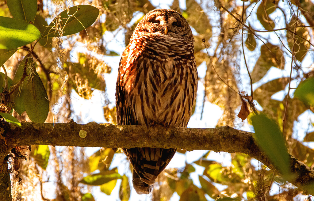 Barred Owl! by rickster549
