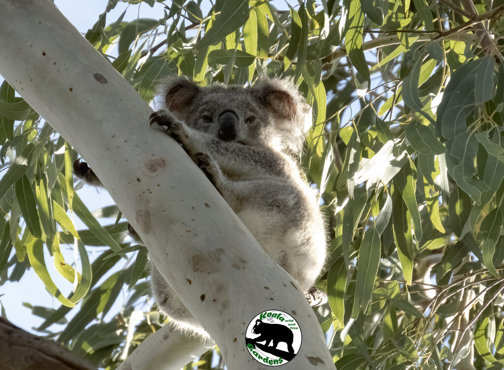 Wattle by koalagardens